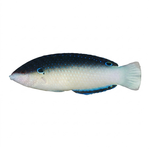 New Guinea wrasse