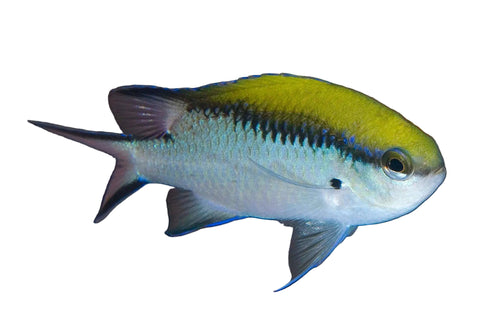 Great Barrier Reef Chromis