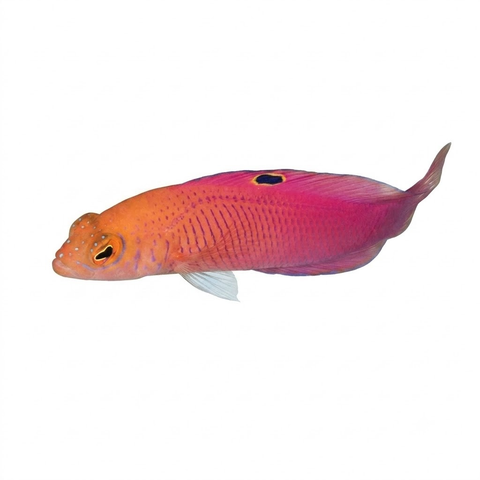 Oblique Lined Dottyback