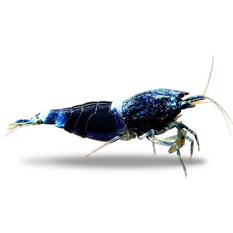 Ocean Blue Shrimp - Apex AquaticOcean Blue Shrimp