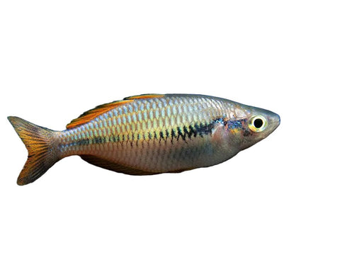 Parva Rainbowfish - Apex AquaticParva Rainbowfish