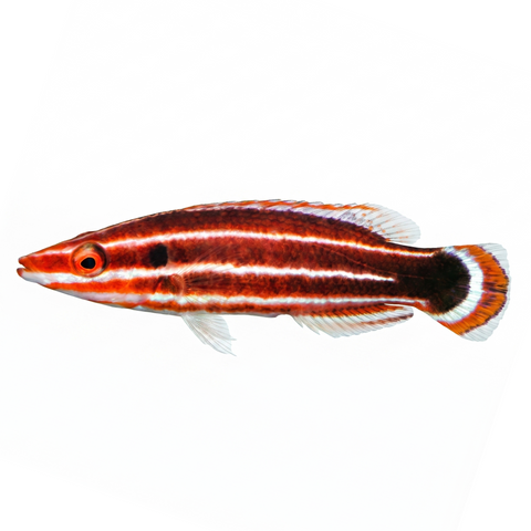 Peppermint Hogfish
