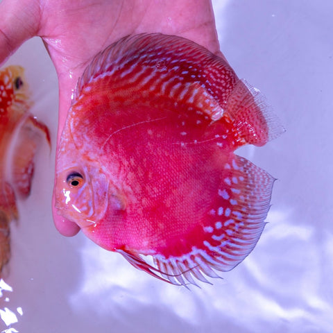 Pigeon Snakeskin Discus - WYSIWYG Disc0009 - Apex AquaticPigeon Snakeskin Discus - WYSIWYG Disc0009