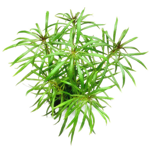 Pogostemon stellatus 'Octopus' - Apex AquaticPogostemon stellatus 'Octopus'