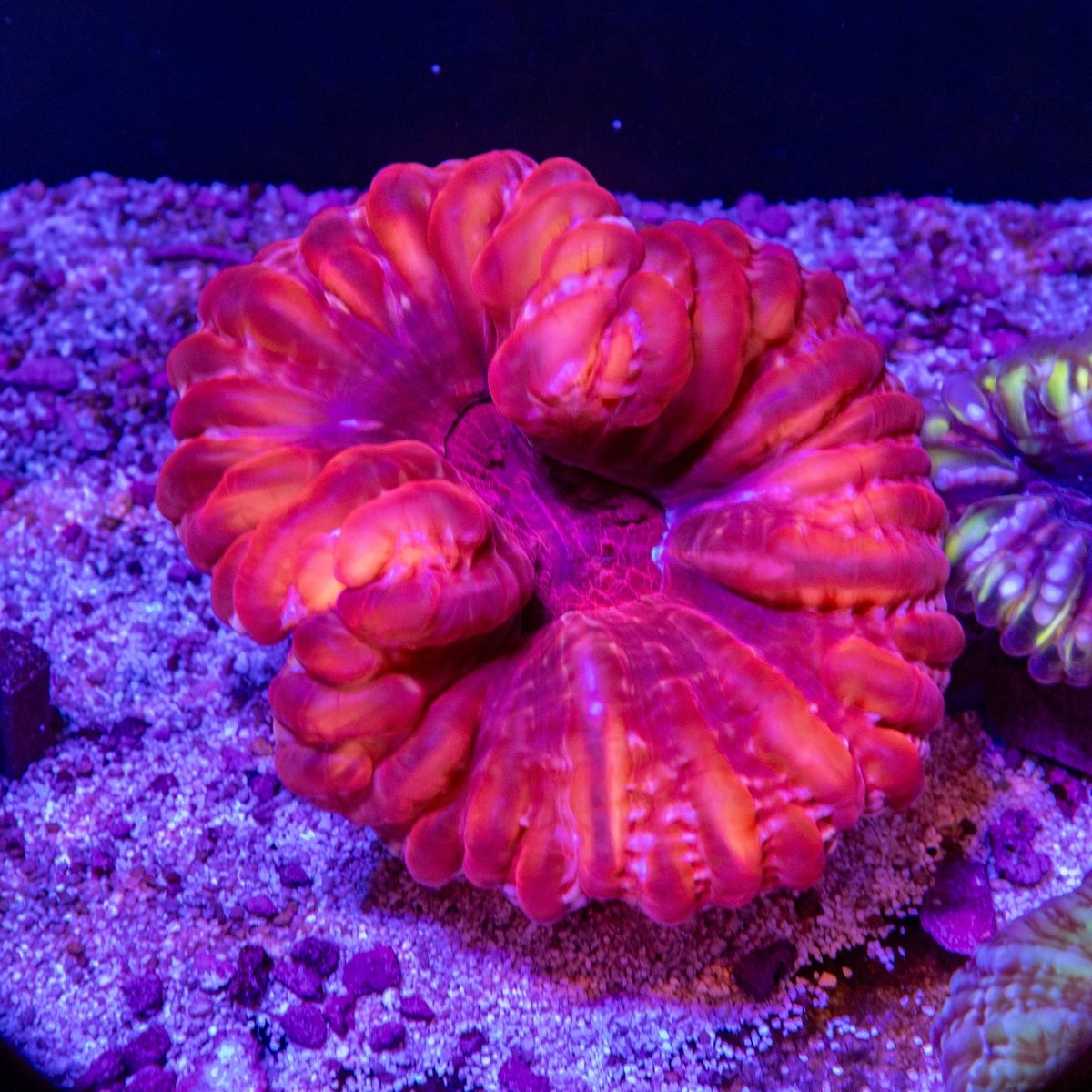 Red Cynarina - Apex AquaticRed Cynarina