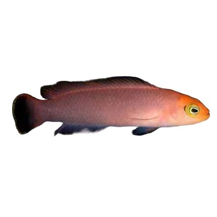 Red Elongated Dottyback - Apex AquaticRed Elongated Dottyback