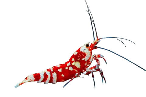 Red Tiger Galaxy Shrimp freshwater Caridina shrimp