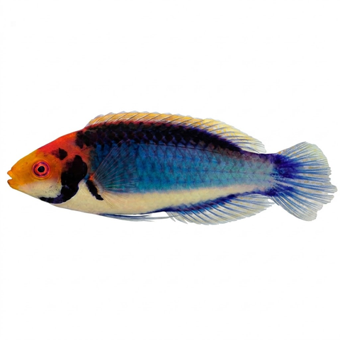 Red Head Solon Fairy Wrasse