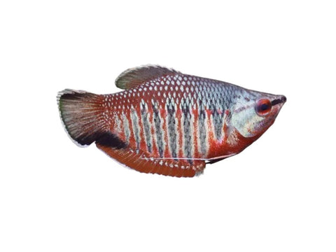 Samurai Gourami - Apex AquaticSamurai Gourami