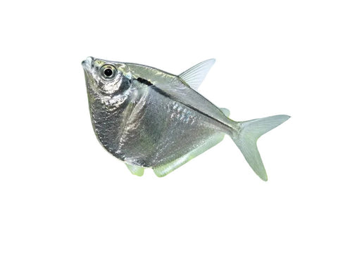 Silver Hatchet Fish - Apex AquaticSilver Hatchet Fish