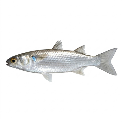 Silver mullet