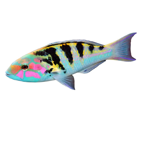 Sixbar Wrasse - Apex AquaticSixbar Wrasse