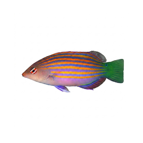 Six Line Wrasse