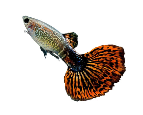 Snake Skin Guppy - Apex AquaticSnake Skin Guppy
