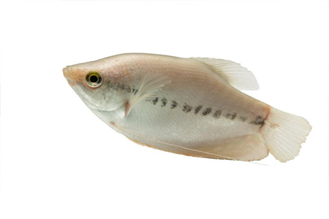 Snakeskin Gourami - Apex AquaticSnakeskin Gourami