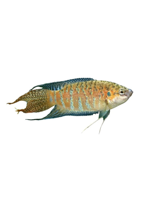 Snakeskin Paradise Fish - Apex AquaticSnakeskin Paradise Fish