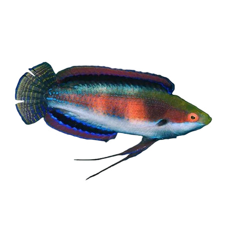 Katherina Fairy Wrasse