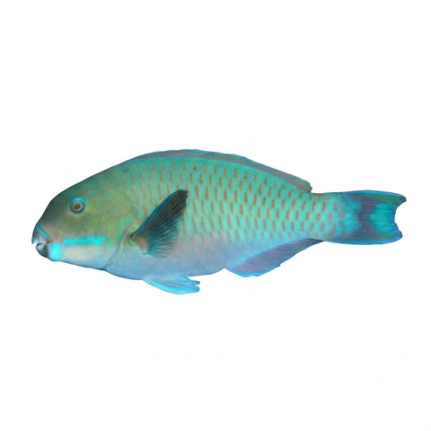 Steephead Parrotfish