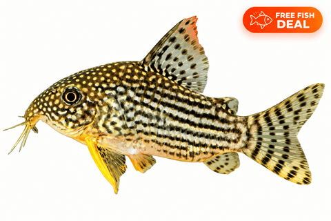Sterbai Cory - Apex AquaticSterbai Cory