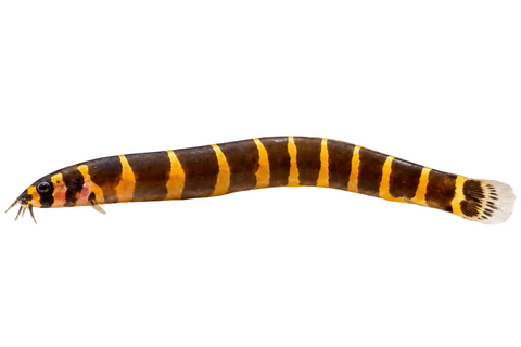 Striped Kuhli Loach - Apex AquaticStriped Kuhli Loach