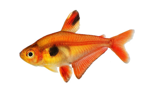 Super Red Serpae Tetra - Apex AquaticSuper Red Serpae Tetra