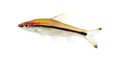 Torpedo Barb - Apex AquaticTorpedo Barb