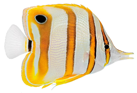 Copperband Butterfly