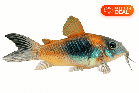 Venezuelan Orange Corydora - Apex AquaticVenezuelan Orange Corydora