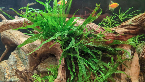 Needle Leaf Java Fern