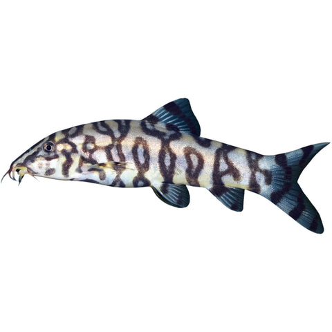 Pakistani Loach (Botia almorhae)