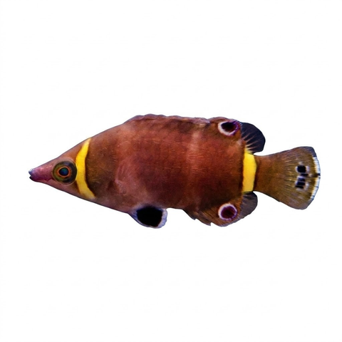 Yellow Banded Possum Wrasse