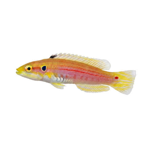 Yellow Candy Hogfish