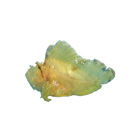 Yellow Leafy Scorpionfish
