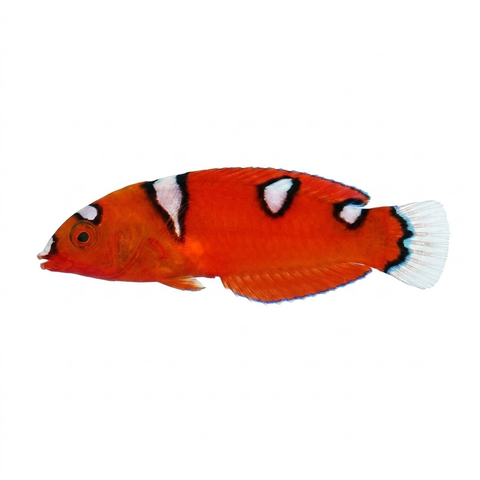 Yellowtail coris wrasse