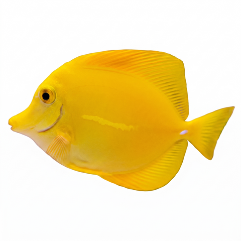 Yellow Tang