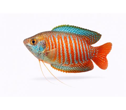 Dwarf Gourami