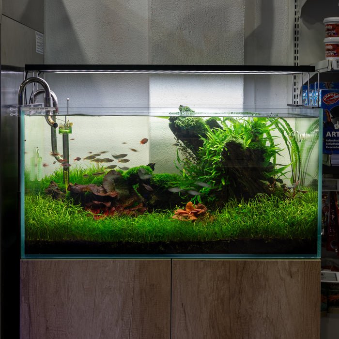 Apex Aquatic