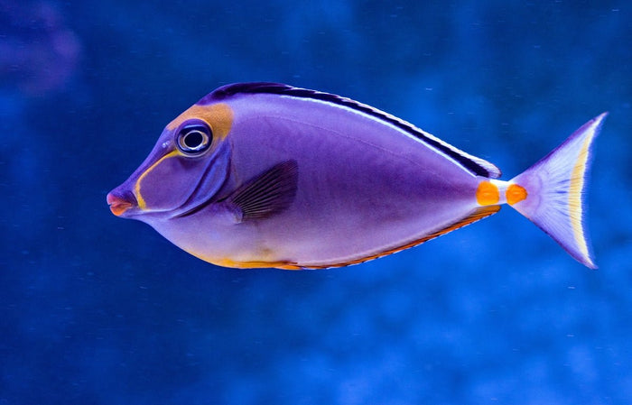 Addressing Common Issues in Marine Aquariums: Problems You Might Face - Apex Aquatic