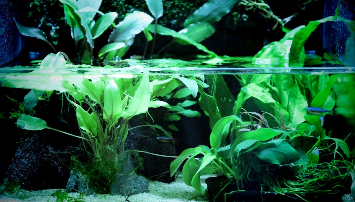 Aquascaping Driftwood: How to Incorporate It into Your Layout - Apex Aquatic