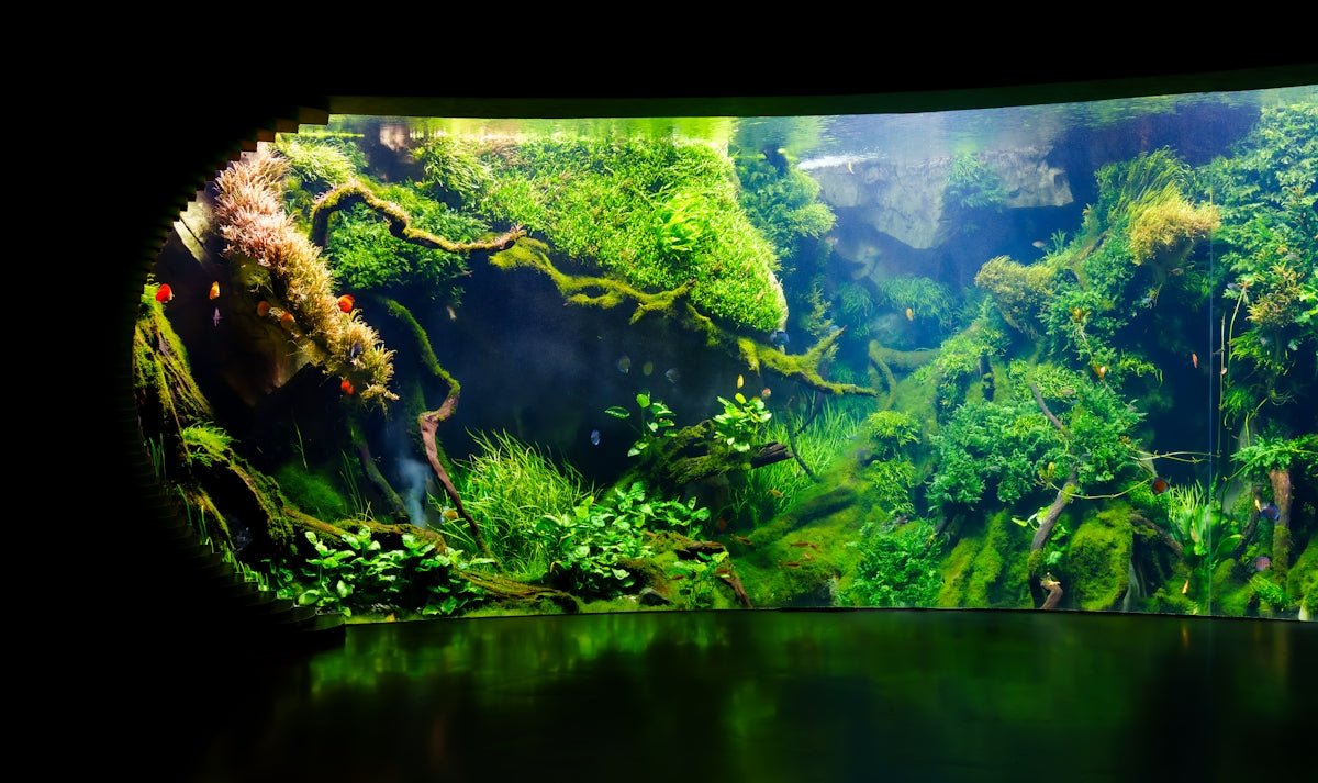Aquascaping for Beginners: Essential Aquarium Plants for a Planted Aquarium - Apex Aquatic