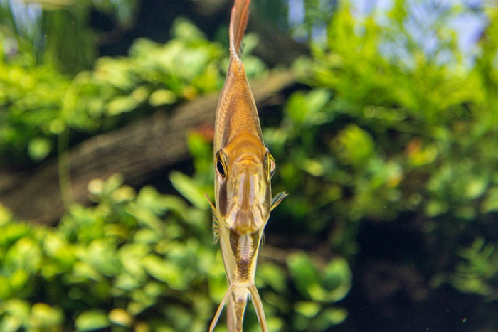 Aquascaping Inspiration: The Best Aquatic Plants for Your Design - Apex Aquatic