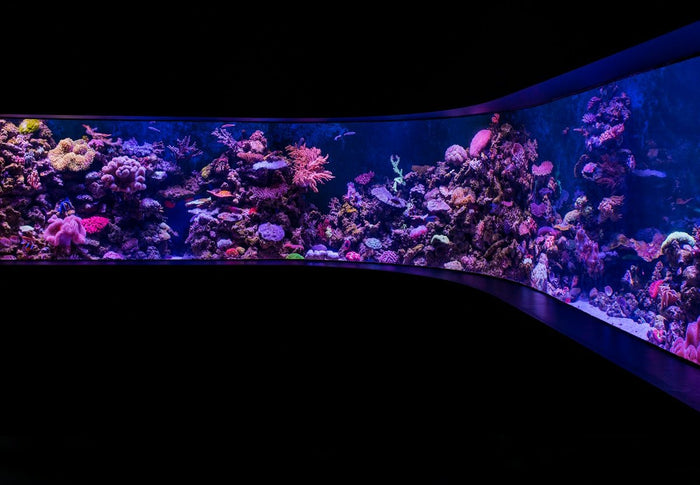 Beginner’s Guide to Identifying Wysiwyg Coral Species in Your Marine Aquarium - Apex Aquatic