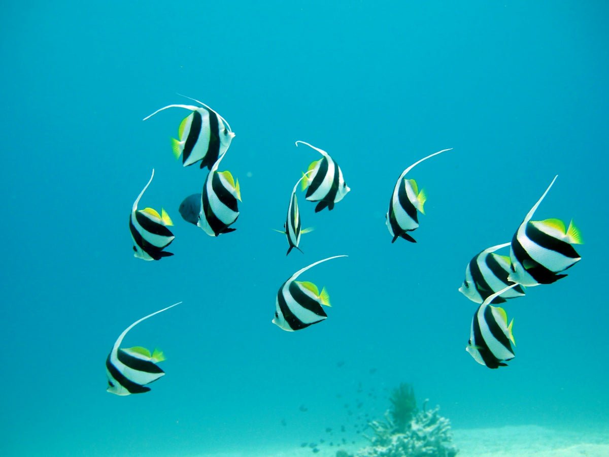 Common Challenges in Tropical Fish Keeping and How to Overcome Them - Apex Aquatic