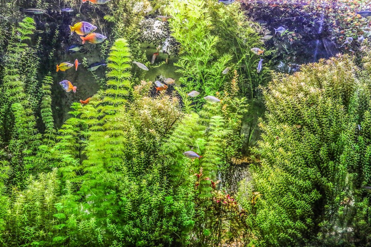 Comprehensive Guide to Selecting Aquarium Plants for Planted Aquariums - Apex Aquatic