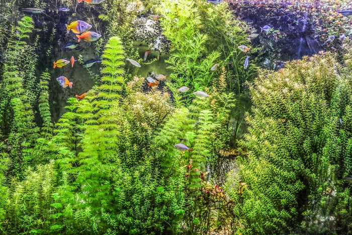 Comprehensive Guide to Selecting Aquarium Plants for Planted Aquariums - Apex Aquatic