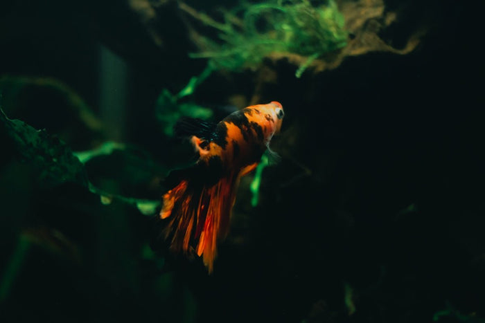 Creating Balanced Aquascaping Layouts: Tips and Inspiration - Apex Aquatic
