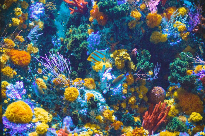 DIY Marine Aquarium Setup: A Step-by-Step Guide for Beginners - Apex Aquatic