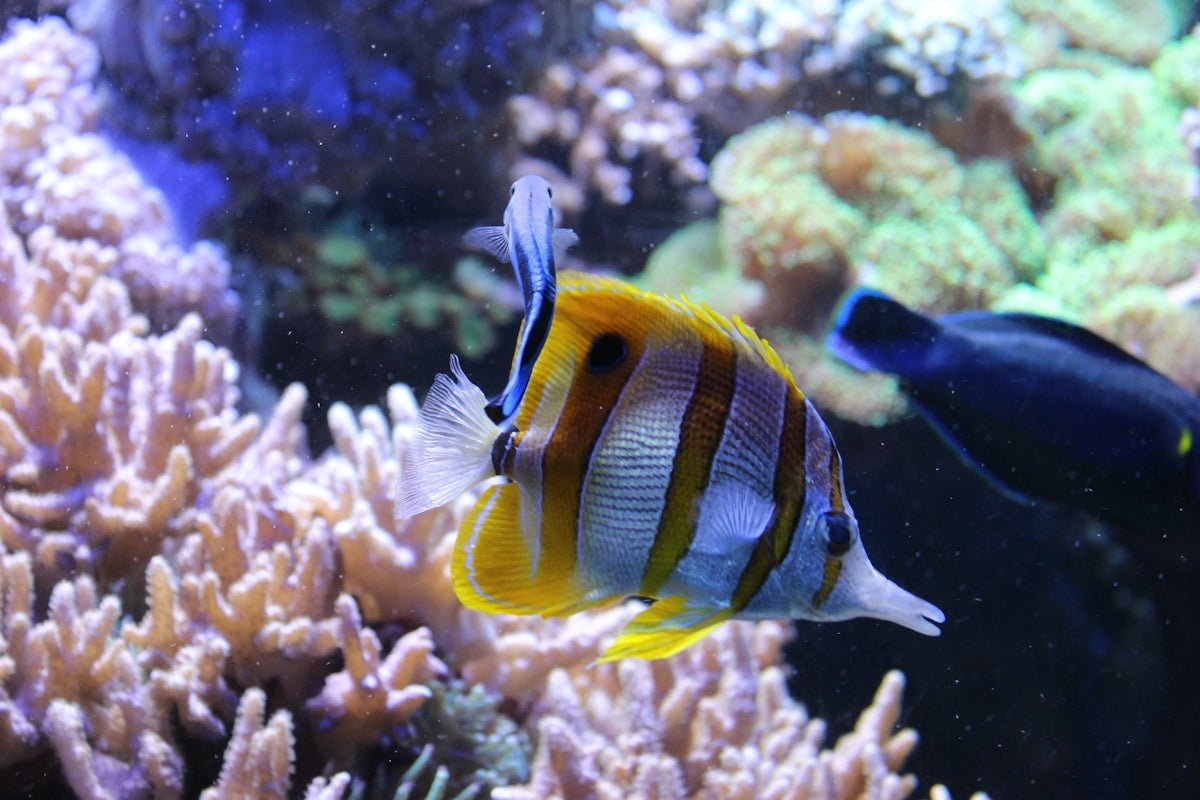 Educational Guide: Aquascaping Ideas to Revitalize Your Aquarium - Apex Aquatic