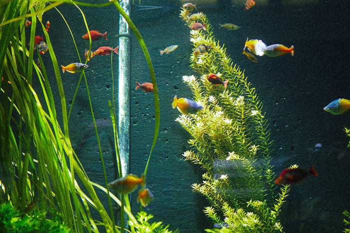 Exploring Aquascape Design: Top Aquascaping Ideas for Every Style - Apex Aquatic