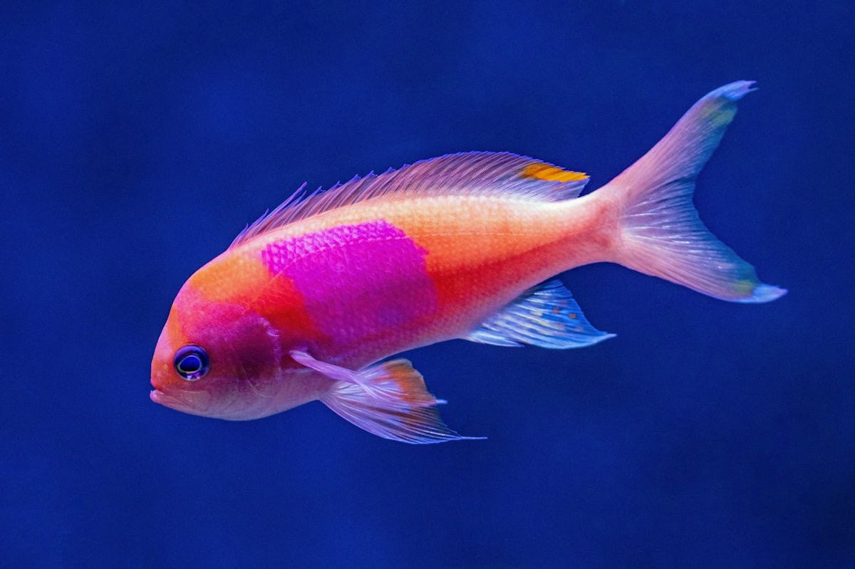 Exploring Popular Tropical Fish Species and Their Care Needs - Apex Aquatic